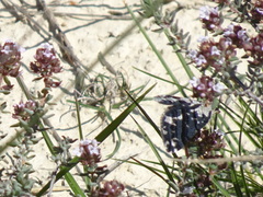 Scotopteryx coarctaria