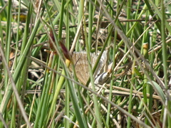 Scotopteryx coarctaria