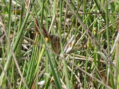 Scotopteryx coarctaria