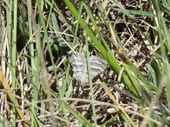 Scotopteryx coarctaria