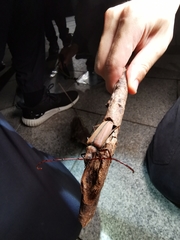 Aegolipton marginale