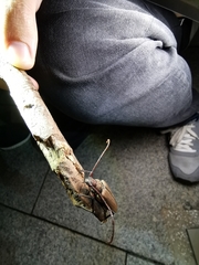 Aegolipton marginale