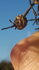 Melaleuca nodosa