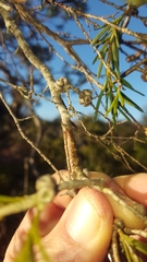 Melaleuca nodosa