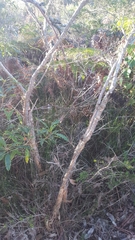 Melaleuca nodosa