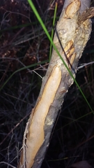 Melaleuca nodosa