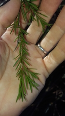 Melaleuca nodosa