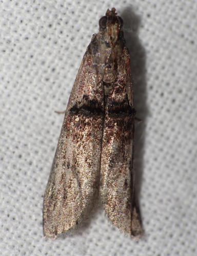 Nephopterix angustella