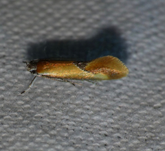 Batia lunaris