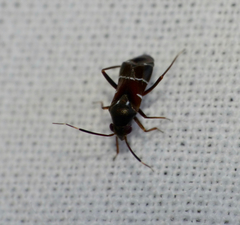 Pilophorus perplexus