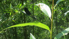 Calopteryx splendens