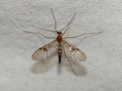 Macrocera centralis