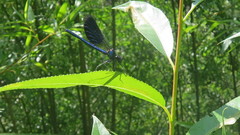 Calopteryx splendens