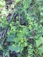 Euphorbia jenisseiensis