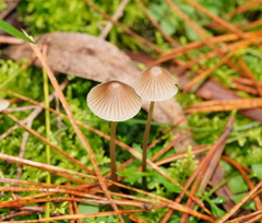 Mycena albidofusca