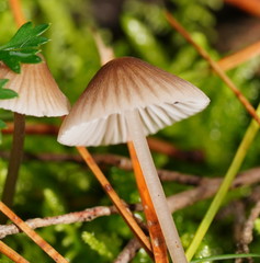 Mycena albidofusca