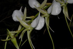 Angraecum eburneum image