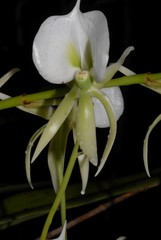 Angraecum eburneum image