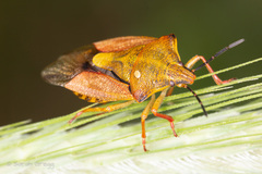 Carpocoris purpureipennis