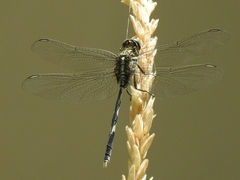 Orthetrum sabina
