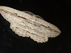 Scioglyptis loxographa