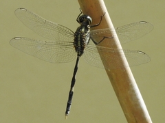 Orthetrum sabina