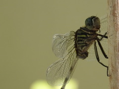 Orthetrum sabina