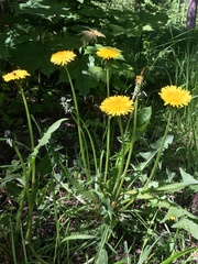 Taraxacum officinale