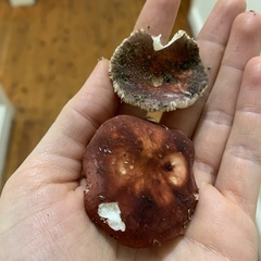 Russula lenkunya