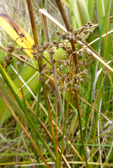 Juncus subnodulosus