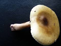 Tricholoma viridiolivaceum