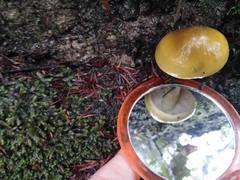 Tricholoma viridiolivaceum