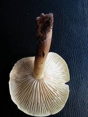 Tricholoma viridiolivaceum