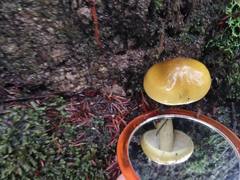 Tricholoma viridiolivaceum