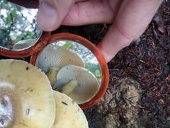 Tricholoma viridiolivaceum