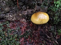 Tricholoma viridiolivaceum