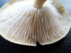 Tricholoma viridiolivaceum