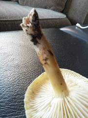 Tricholoma viridiolivaceum