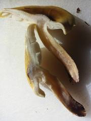 Tricholoma viridiolivaceum