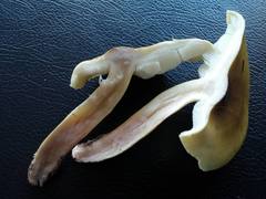 Tricholoma viridiolivaceum