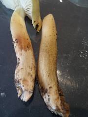 Tricholoma viridiolivaceum