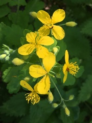 Chelidonium majus