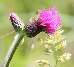 Cirsium pannonicum