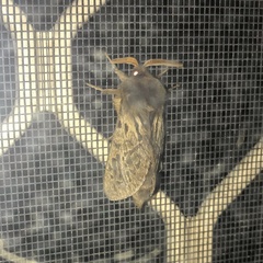 Oxycanus antipoda