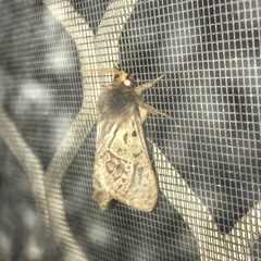 Oxycanus antipoda