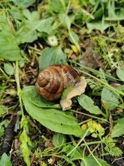 Helix lucorum