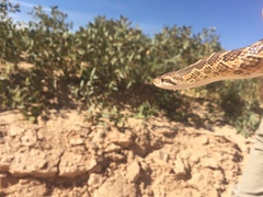 Arizona elegans elegans