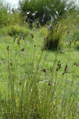 Juncus imbricatus chamissonis