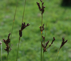 Juncus imbricatus chamissonis