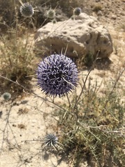 Echinops polyceras